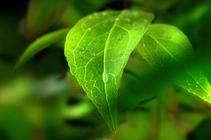 世界環(huán)境日 | 守衛(wèi)凈土 綠色前行 招商交科下屬招商生態(tài)專注生態(tài)環(huán)保，共創(chuàng)美好生活