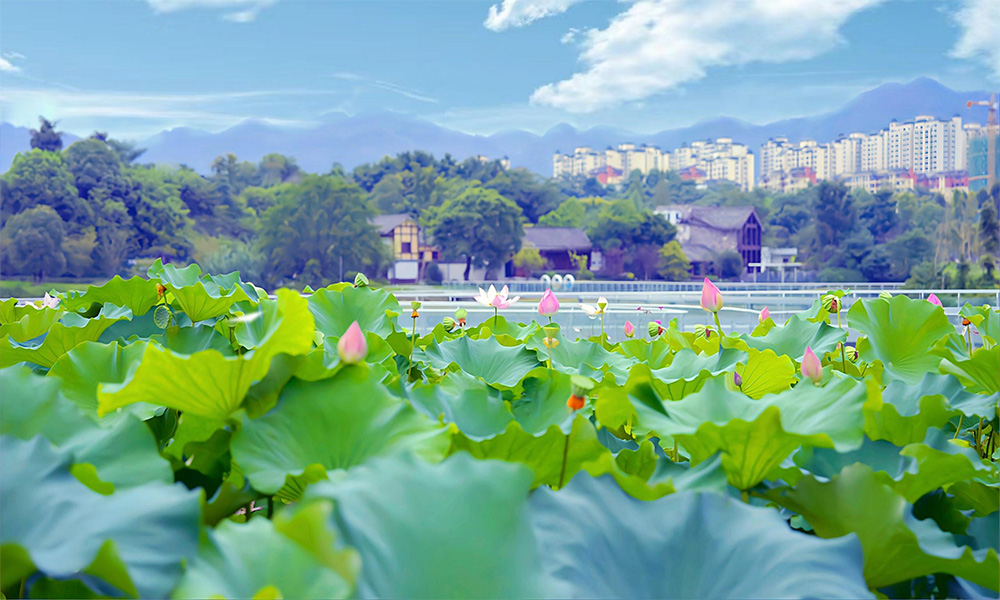 北碚區(qū)黑臭水體治理項(xiàng)目